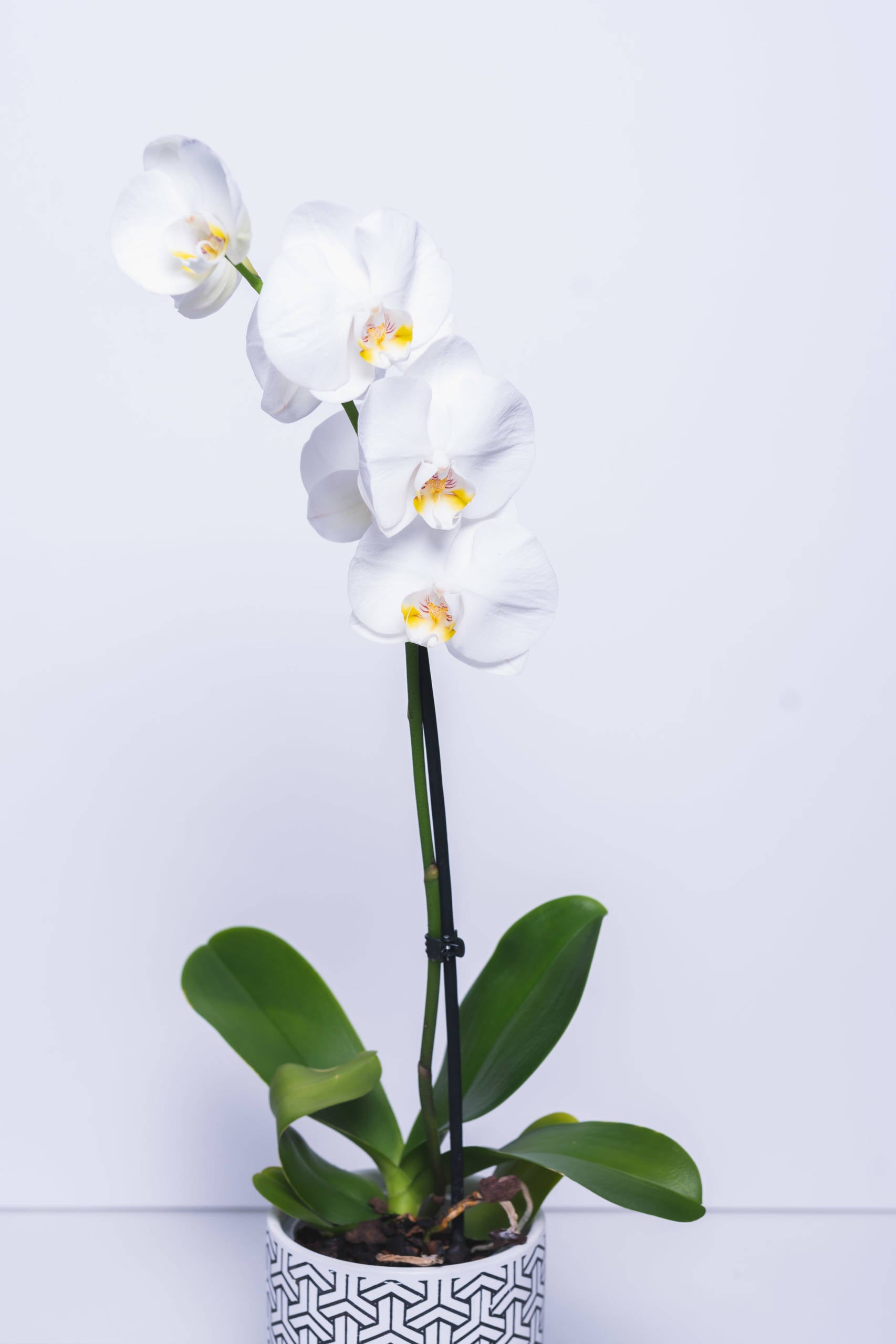 Orchidée blanche en pot en céramique – Innocence